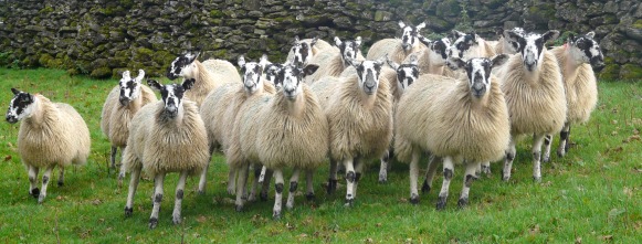 Sheep mob