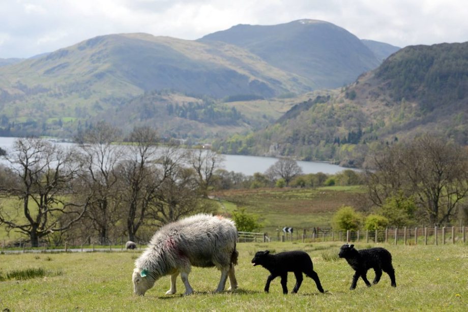 Herdwick Sheep in Lake District