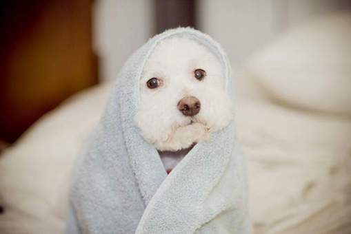 Puppy in a towel